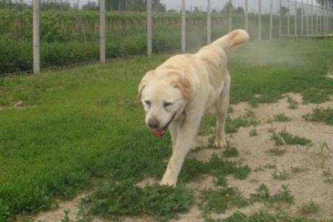Benny il Labrador